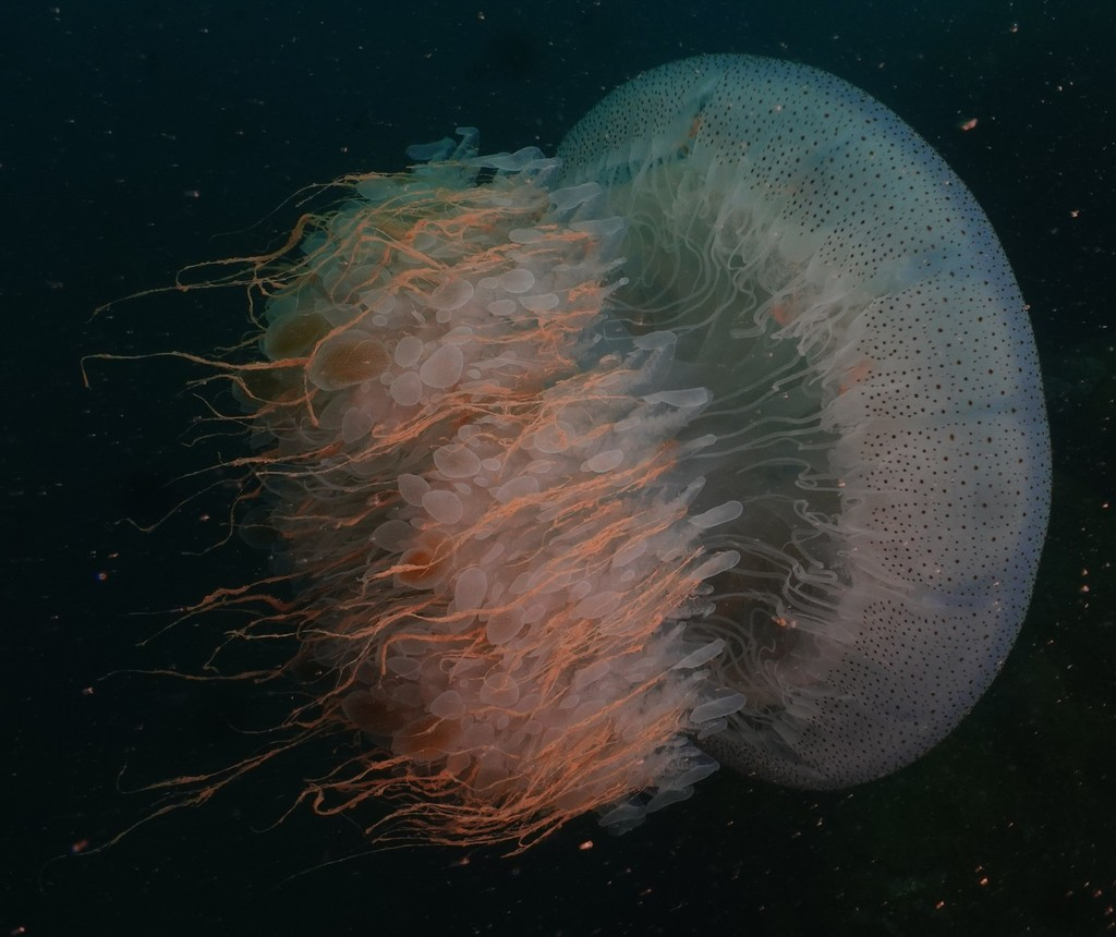 Sand jellyfish
