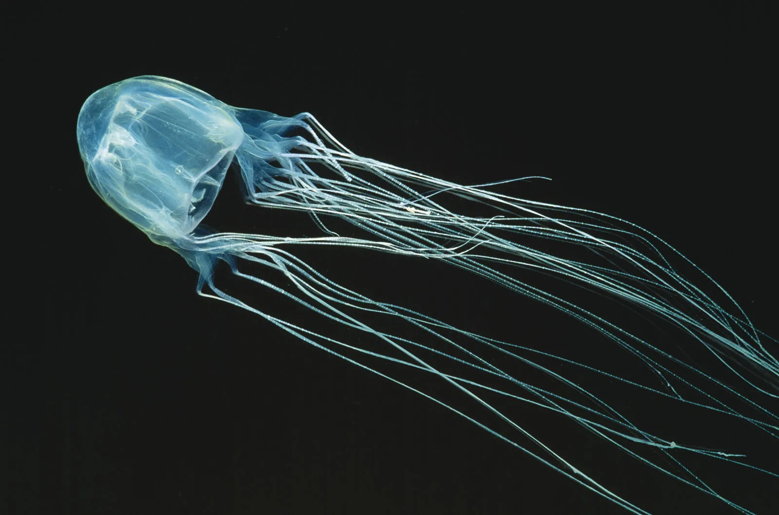 Australian box jellyfish